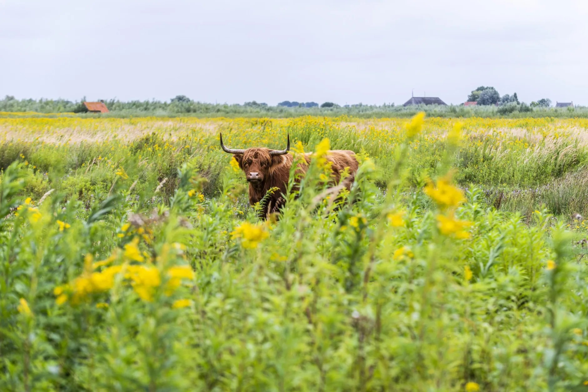 Begeleidende afbeelding Natuurmonumenten op Tiengemeten