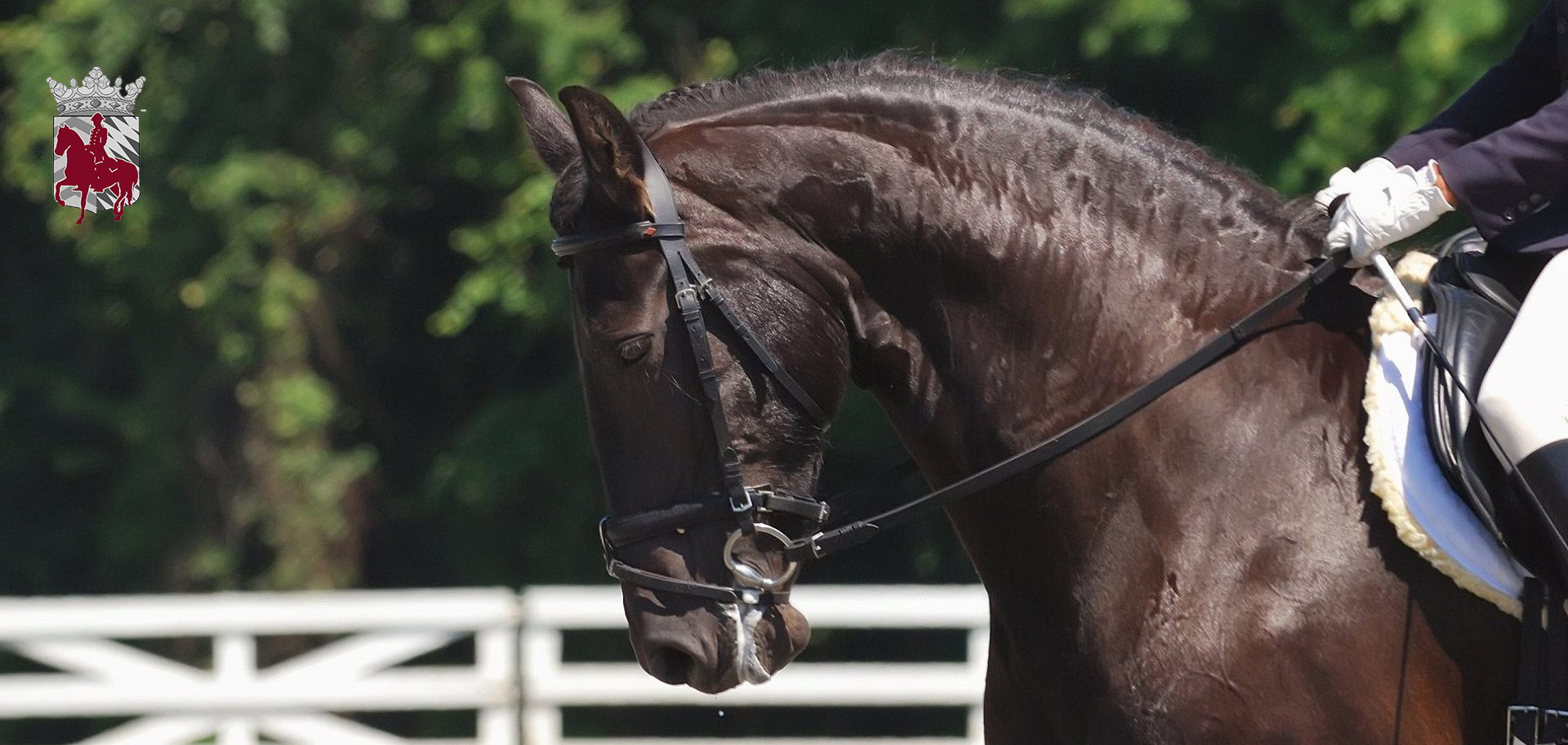 Begeleidende afbeelding Ruiter vereniging en Pony Club Oud-Beijerland