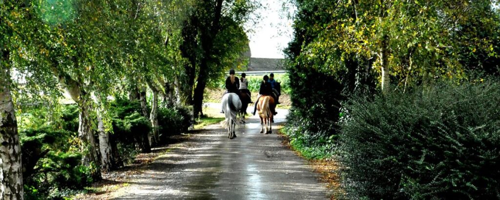 Begeleidende afbeelding Pensionstal & Manege Flemming