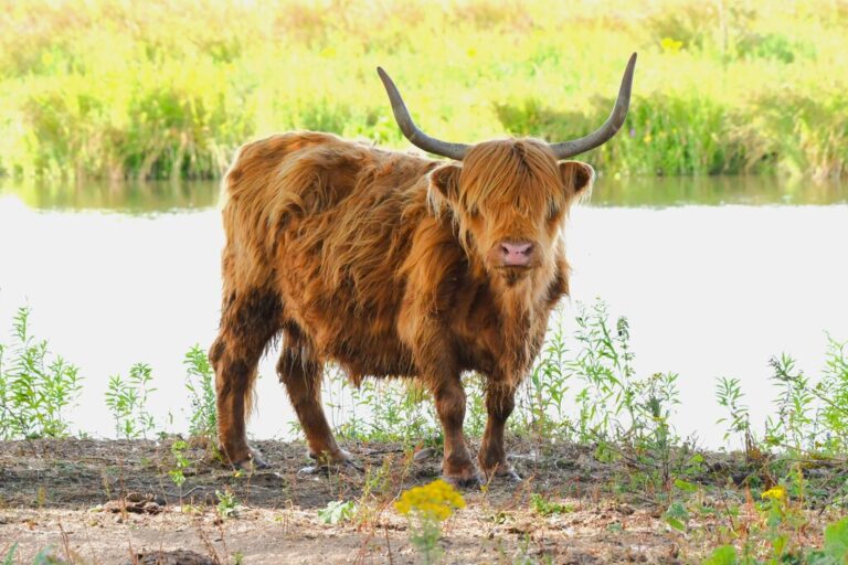 Begeleidende afbeelding De Schotse hooglanders van Tiengemeten