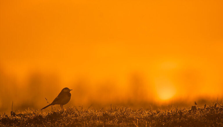 Begeleidende afbeelding Vroege vogelweekend