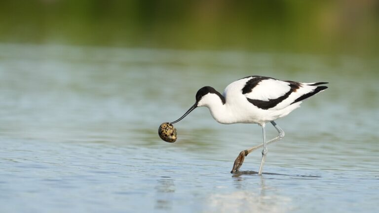 Begeleidende afbeelding De vogels van Tiengemeten