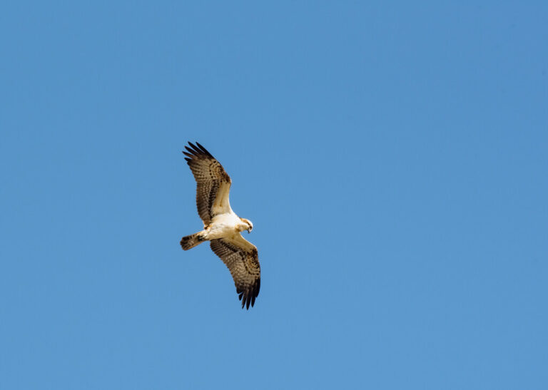 Begeleidende afbeelding Op zoek naar roofvogels op Tiengemeten
