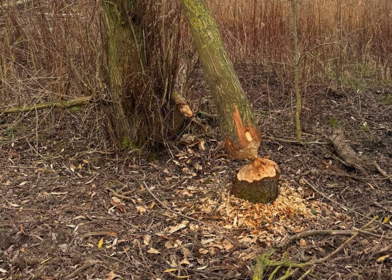 Begeleidende afbeelding Beversporen zoeken op Tiengemeten