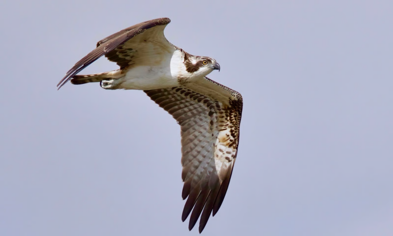 Begeleidende afbeelding Najaarstrek van de vogels op Tiengemeten