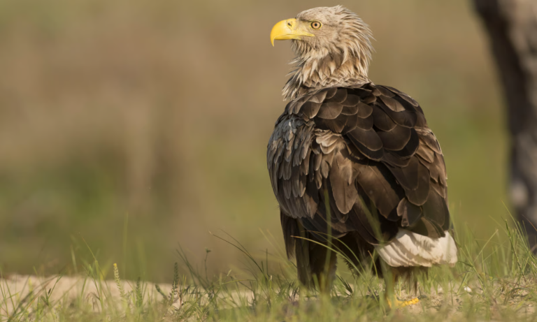 Begeleidende afbeelding Op zoek naar roofvogels op Tiengemeten